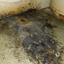 Mold Prevention and Cleanup | Columbus, Oh and surrounding areas | The Basement Doctor