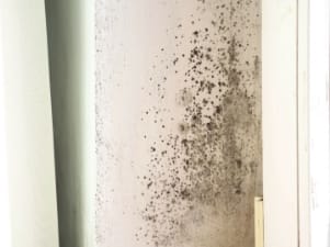 Mold Prevention and Removal